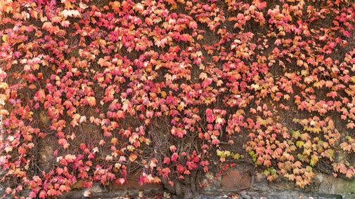 Red leaves of a Virginia Creeper plant covers a brick wall at Rufford Old Hall, Lancashire